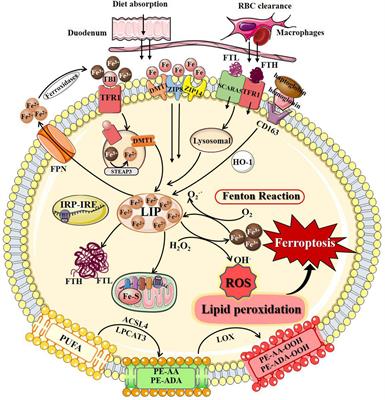 Frontiers | Mechanisms of Ferroptosis and Emerging Links to the 